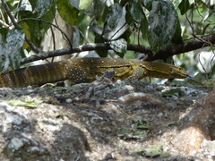 Varanus niloticus