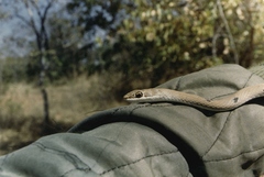 Psammophis subtaeniatus