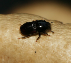 Scolytus