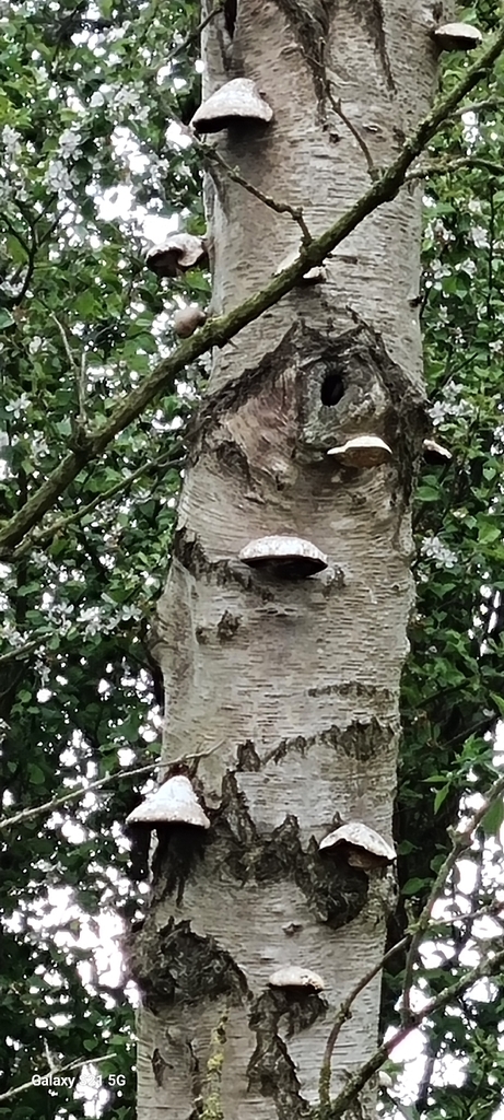 Fomitopsis betulina · April 2026 · photo: © kitlin (iNaturalist, cc0)