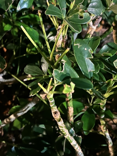 Heptapleurum ellipticum observed 2026-04-27