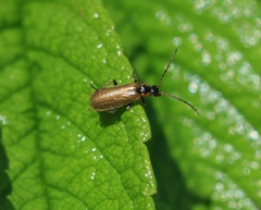 Rhagonycha nigriventris