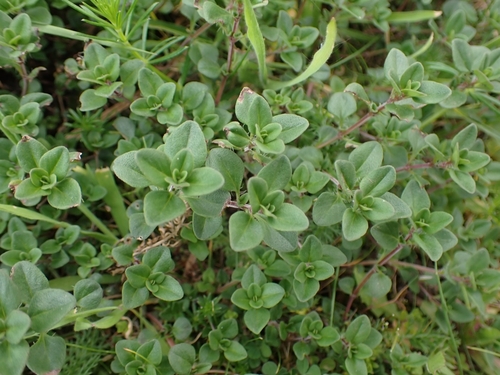 Thymus pulegioides