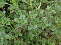 Thymus pulegioides