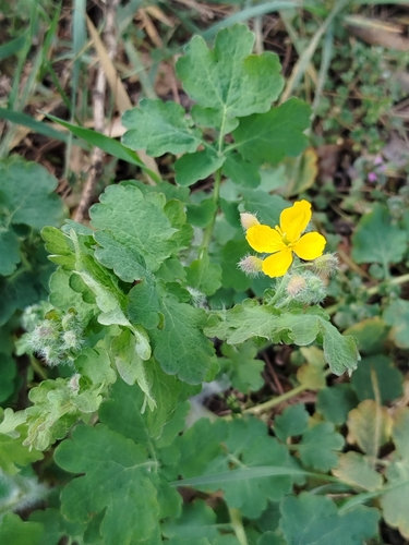 Greater celandine