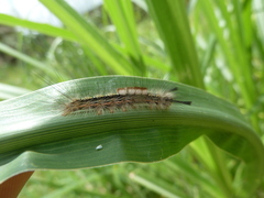 Lepidoptera
