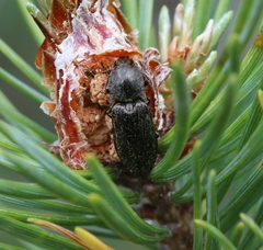 Paraphotistus impressus