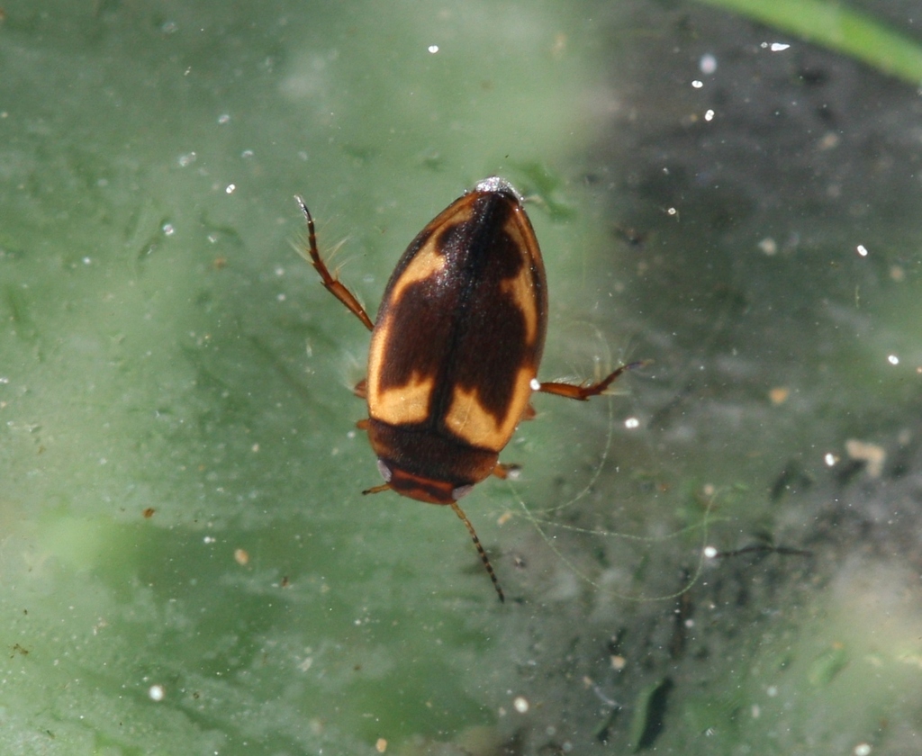 Hydroporus palustris