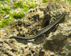 Cryptoblepharus africanus