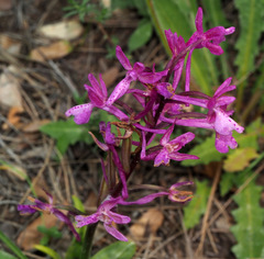 Orchis anatolica