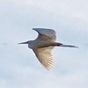 Great Egret