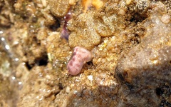 Distaplia
