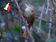 Cichlocolaptes leucophrus