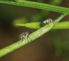 Ceutorhynchus obstrictus