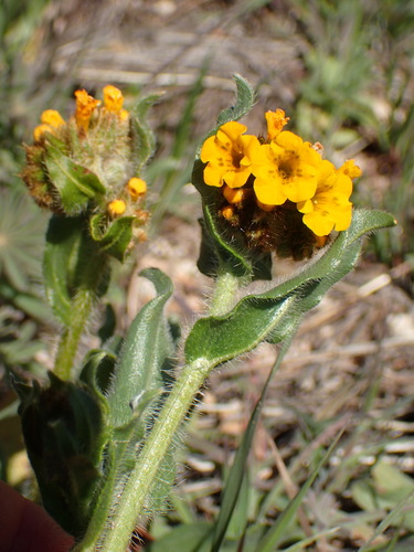 Image of Douglas' Fiddleneck (Amsinckia douglasiana) by (c) George Williams, some rights reserved (CC BY)
