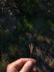 Calochortus splendens