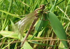 Ophiogomphus colubrinus