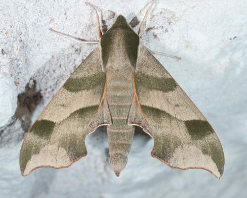 Virginia Creeper Sphinx