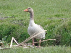 Anser anser