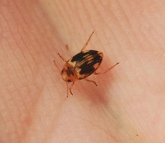 Nectoporus sanmarkii