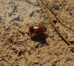 Hydroporus palustris
