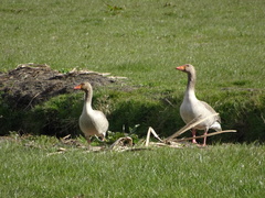 Anser anser
