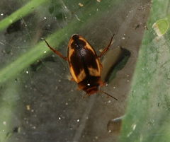 Hydroporus palustris