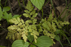 Sceptridium robustum