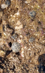 Synoicum sphinctorum