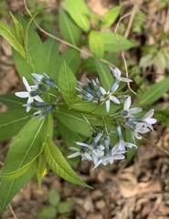 Amsonia tabernaemontana