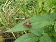 Sphingidae