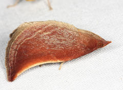 Zanclodes falculalis