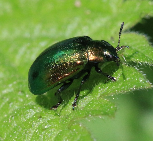 Žaliasis Girinukas nuotrauka