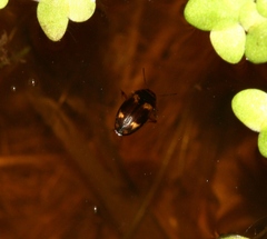 Hydroporus palustris