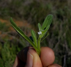 Plagiobothrys tenellus