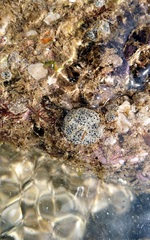 Synoicum sphinctorum