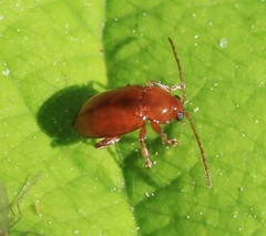 Neocrepidodera