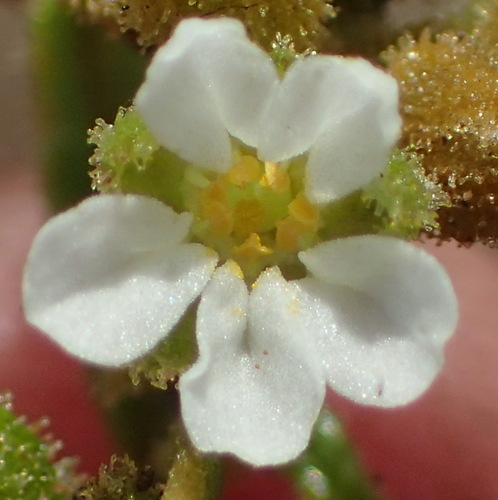Sticky lizardfoot (Limeum viscosum)