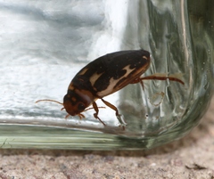 Platambus maculatus