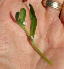 Plagiobothrys tenellus