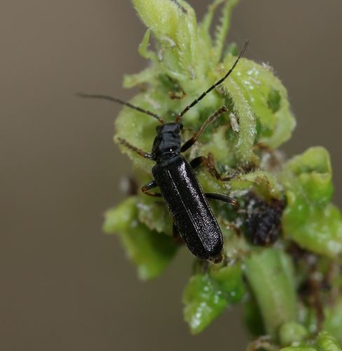 Cantharis flavilabris