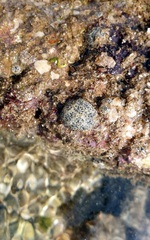 Synoicum sphinctorum