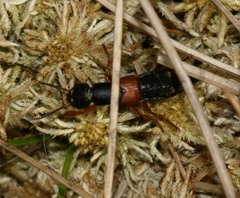 Staphylinus erythropterus