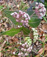 Asclepias humistrata image