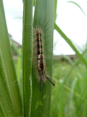 Sphingidae