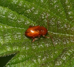 Neocrepidodera