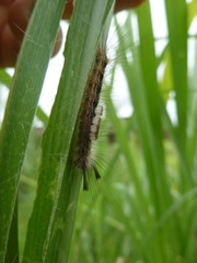 Sphingidae