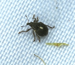 Rhinoncus leucostigma