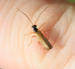 Rhagonycha lignosa