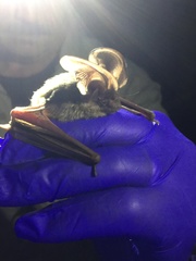 Idionycteris phyllotis